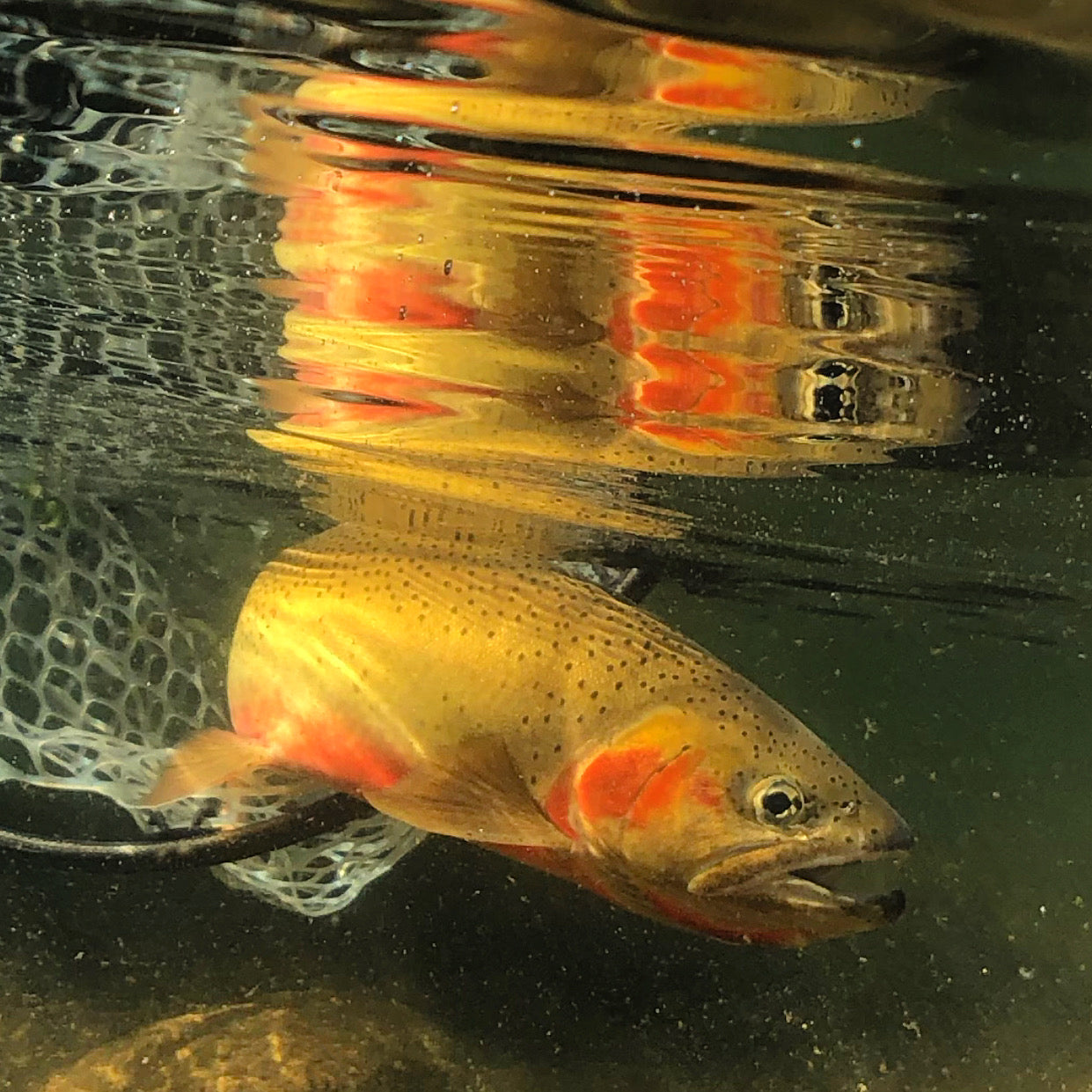 August 12 Clark Fork River Fishing Report