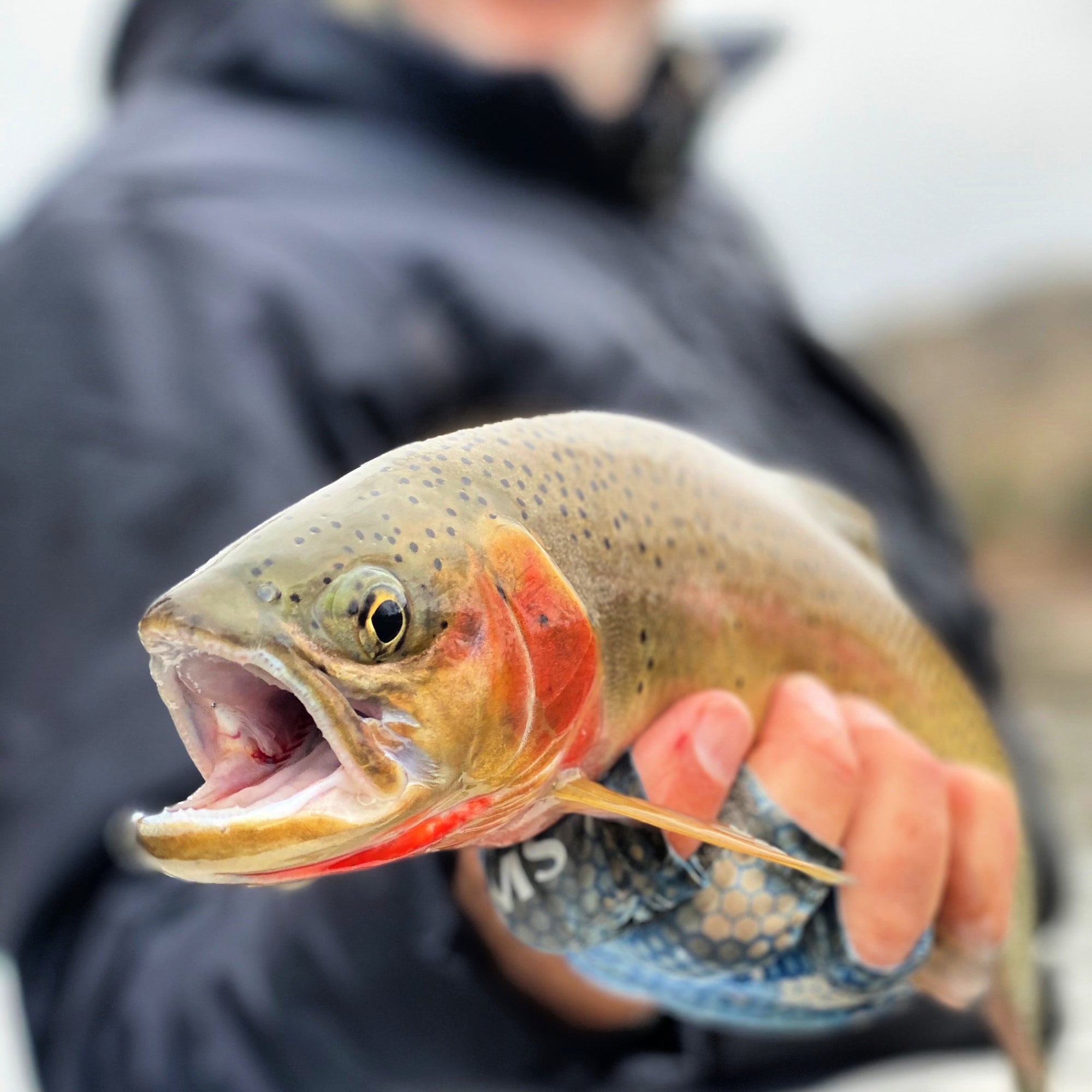 November 13 River Report