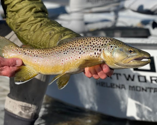Rock Creek Fishing Report 6/9/2026