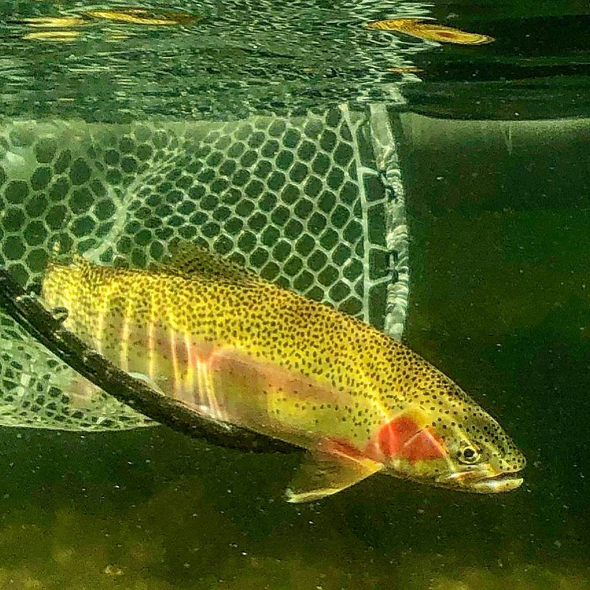 3/1 Fishing Report - Clark Fork River