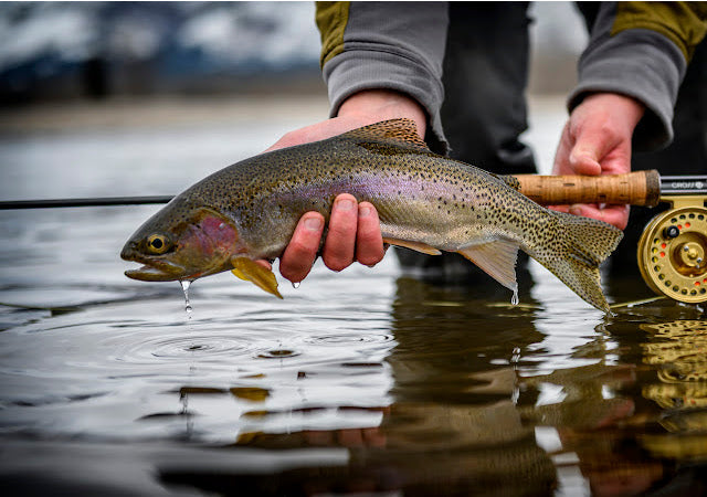 3/1 Fishing Report - West Fork of the Bitterroot