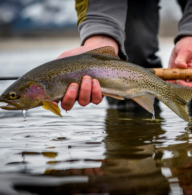 August 12th Blackfoot Fishing Report