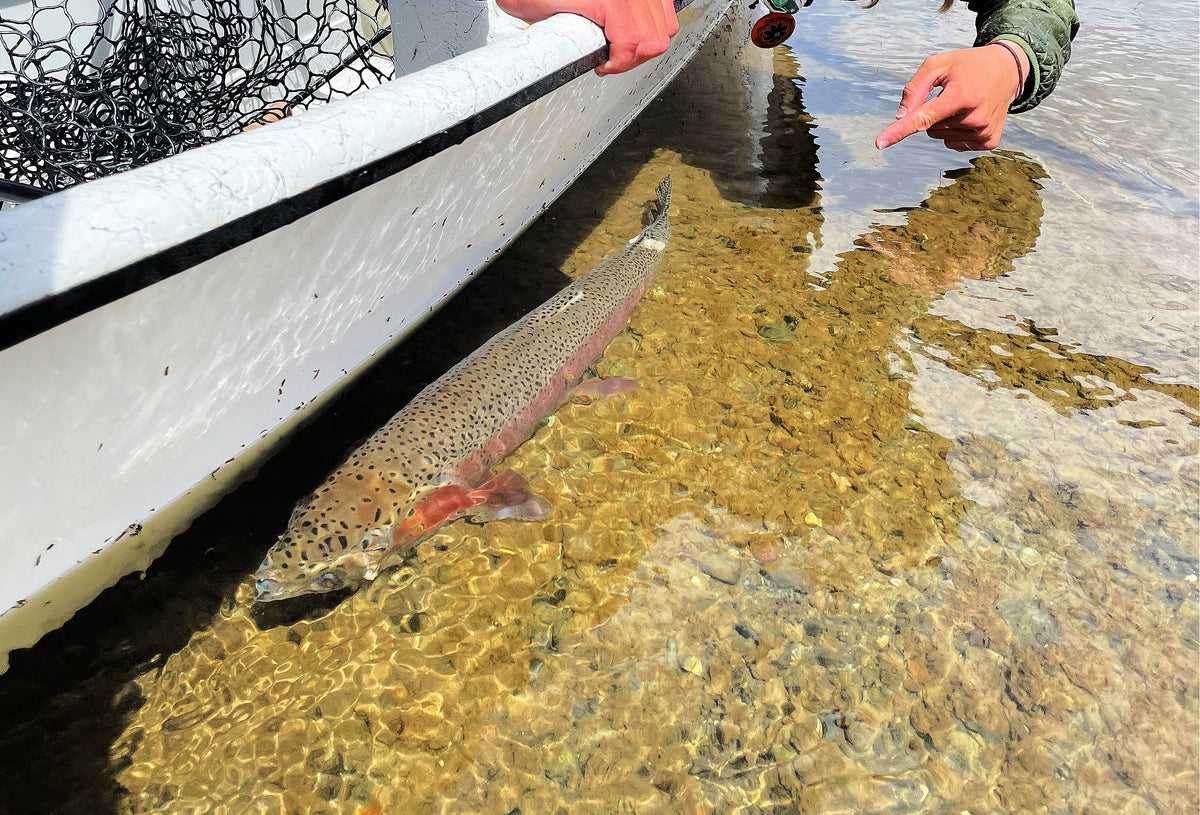 Angler holding a large rainbow trout near a white fishing boat in clear shallow water with rocky bottom