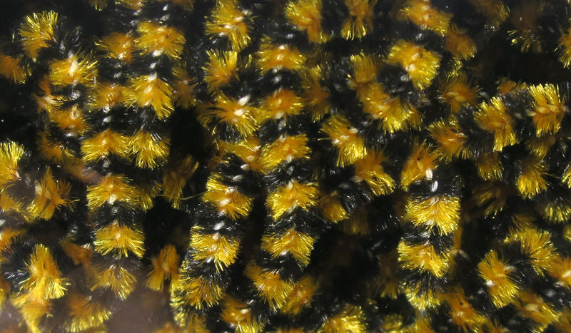 Small Varigated Chenille by Hareline Dubbin, Inc with vibrant yellow and black fibers for fly tying at Freestone Fly Shop