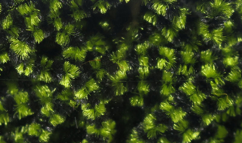 Small Varigated Chenille by Hareline Dubbin, Inc featuring green tones for detailed fly tying at Freestone Fly Shop