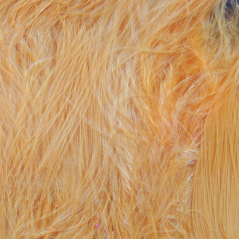 Wooly Bugger Marabou fibers in natural orange by Hareline Dubbin, Inc for fly tying at Freestone Fly Shop