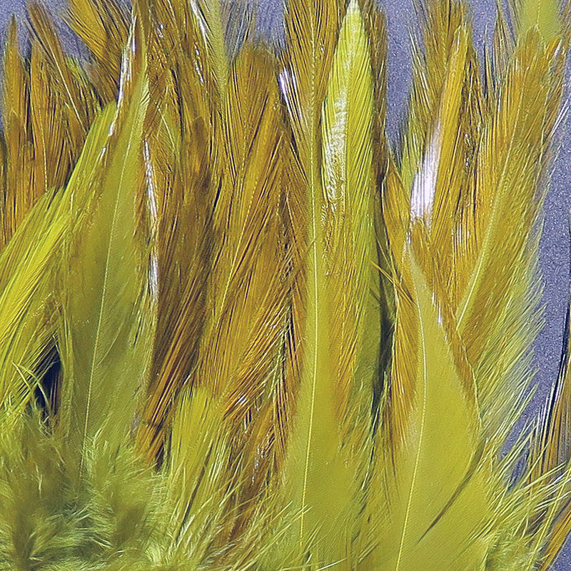 Strung Chinese 5-7 inch Saddle by Hareline Dubbin, Inc in vibrant tones for fly tying at Freestone Fly Shop
